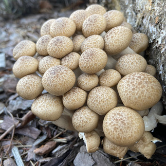 Shimeji-Pilze wachsen büschelweise aus Holzstamm