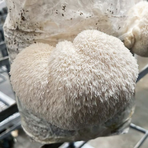 Igelstachelbart Fertigkultur, Hericium, Lion's Mane