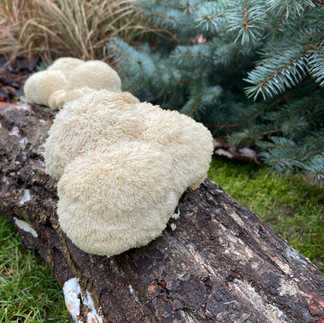 Igelstachelbart wächst üppig auf Holzstamm