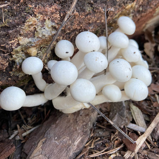 Junge Enoki-Pilze wachsen in einem kleinen Büschel aus dem Holzstamm