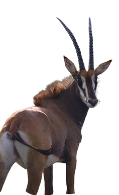 sable-left-clean.png