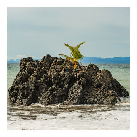 Green plant emerging from volcanic rock by the sea, resilient nature photography.