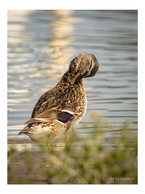 A duck preens its feathers at the edge of a calm lake during golden hour.