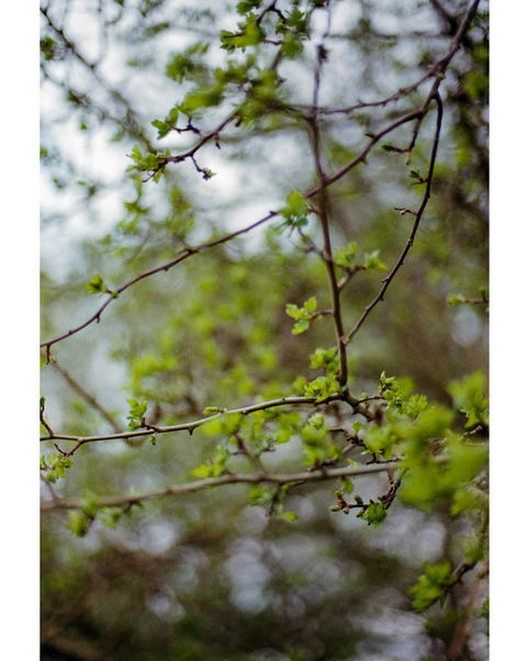 Analog film photo showing tree branches with budding green leaves in early spring, softly focused with a natural, dreamy background.