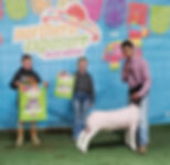 3rd Overall Wether Hair Sheep Division