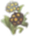 Black and Yellow Flowers Illustration