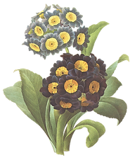 Black and Yellow Flowers Illustration