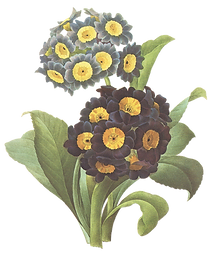 Black and Yellow Flowers Illustration