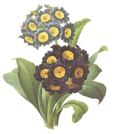 Black and Yellow Flowers Illustration 
