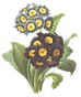 Medicinal Plants