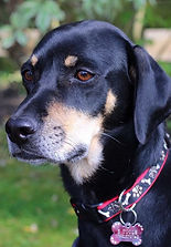 Daisy Dobermann Cross lost missing in St Albans Hots Dobemann Dog Rescue