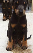 Dobermann blue and tan puppy hots dobermann rescue
