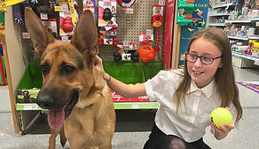 Ray German Shepherd hots dobermann rescue