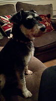 Rubble Miniature Schnauzer adopted Hots Dobermann Dog Rescue
