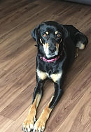 Daisy Dobermann cross missing AL1/AL2 Hots Dobermann Dog Rescue