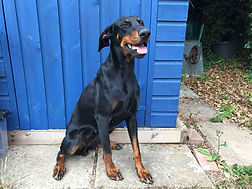 Sapphire door hots dobermann rescue