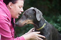 Smurf blue and tan dobermann hots dobermann rescue
