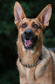 Ray German Shepherd hots dobermann rescue