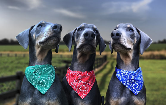 Bandanna hots dobermann rescue