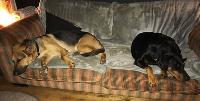 Ray german shepherd Elli Doberman hots dobermann rescue
