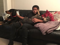 lola blu and tan dobermann relaxed hots dobermann dog rescue