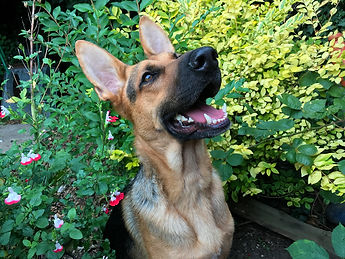 Ray bushes Hots Dobermann Rescue