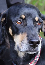 Daisy Dobermann Cross Lost St Albans AL1/AL2 Area Hots Dobermann Dog Rescue