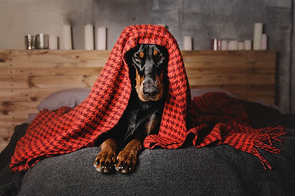 We need your help hots dobermann rescue