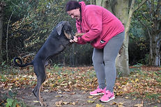 Smurf blue and tan dobermann hots dobermann rescue