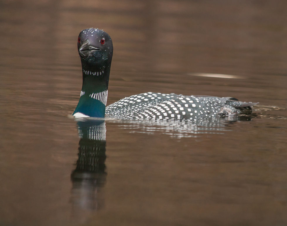 Birding with Gary Gulezian