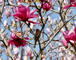 House Finch in Vulcan Magnolia