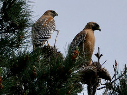 Red-Shouldered Hawk
