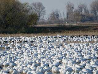 I Always Wanted to See Fields of Birds & Wow I Did