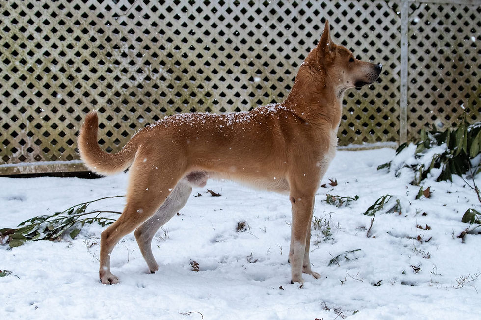 Tengu free stacking in the snow