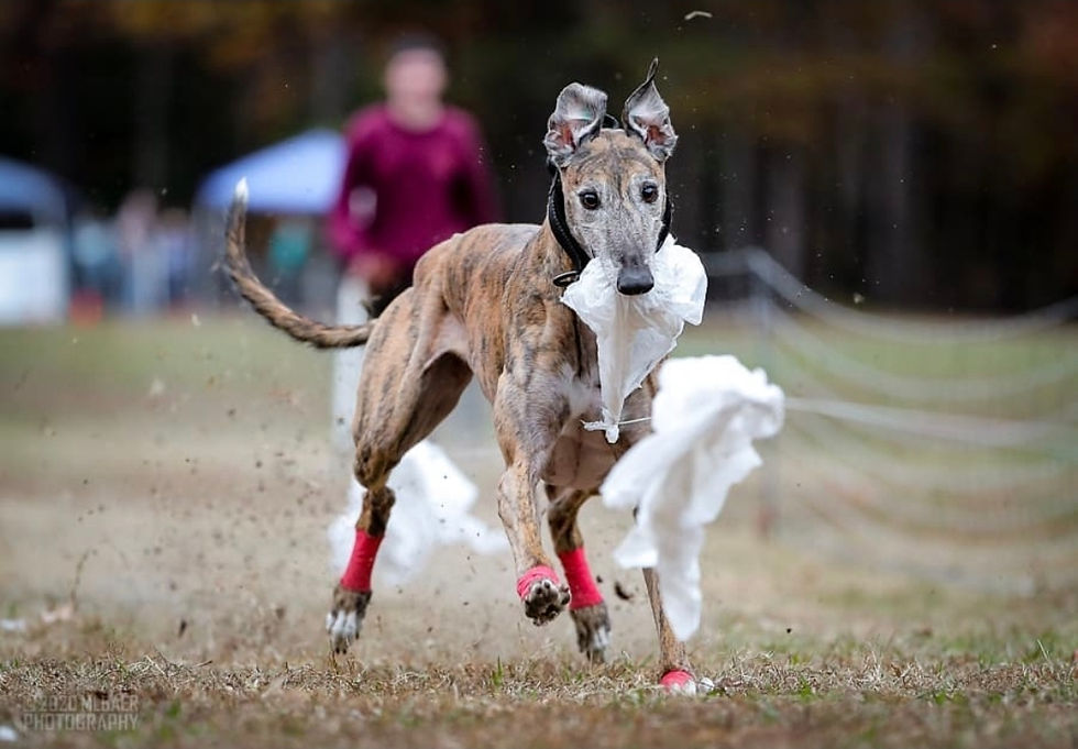 Broc enjoying Fastcat