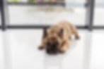 Pet Odor Treatment Available