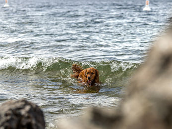 Brown dog swimming in a lake with waves and mountains