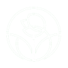 imgi_38_white_rose-100x100.png