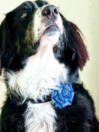 ROSETTE, Denim