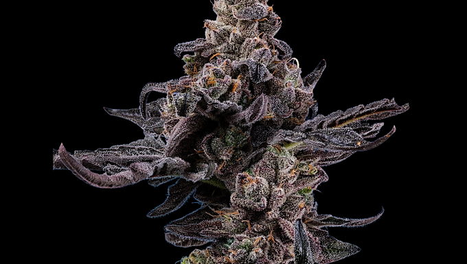 Jealousy Feminized Cannabis Seeds