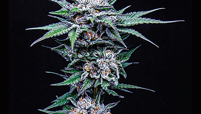 Blueberry Pancakes Feminized Cannabis Seeds