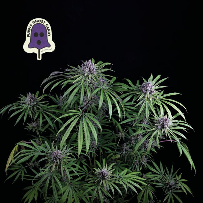 Purple Ghost Candy Feminized Cannabis Seeds
