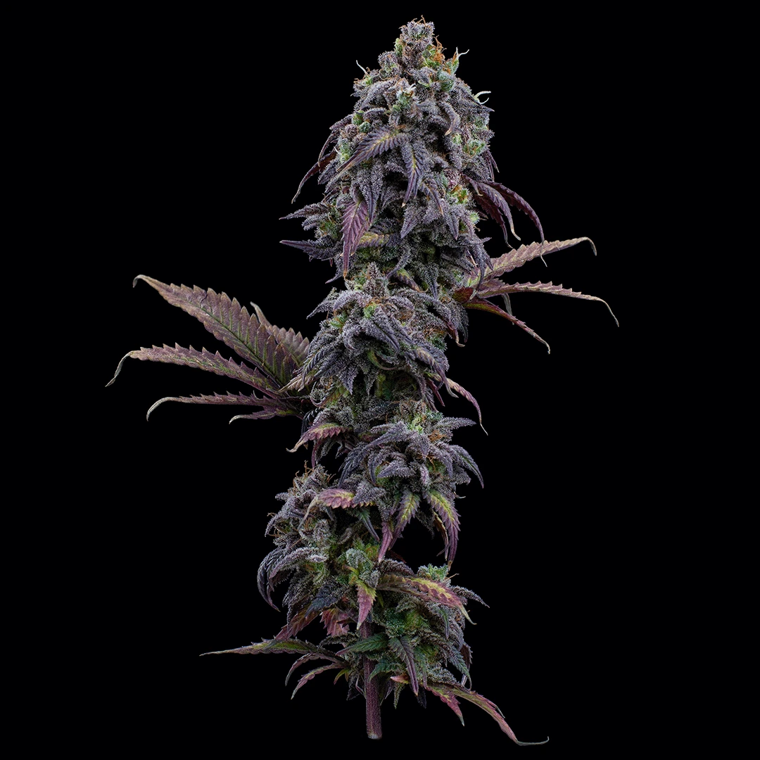 Princess Haze Regular Seeds