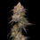 Thumbnail: Granny Candy Feminized Cannabis Seeds