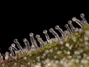 closeup of trichomes on cannabis