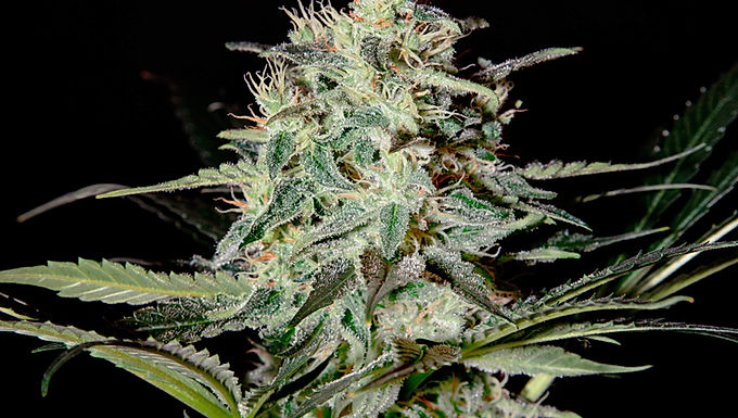 Super Lemon Haze Feminized Cannabis Seeds