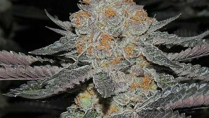 Gushers Feminized Cannabis Seeds