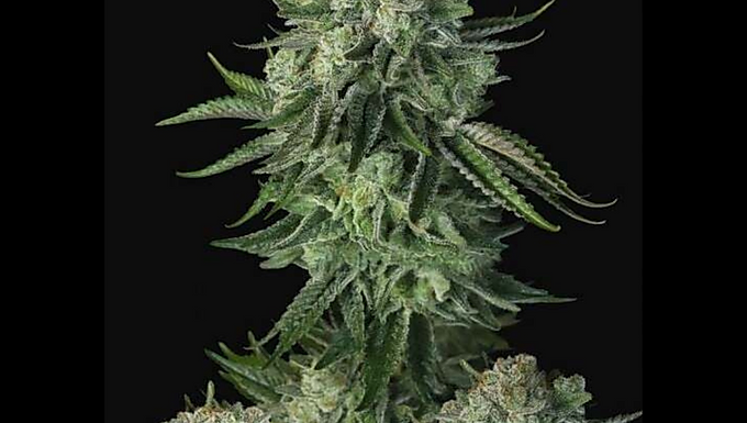 Moby Dick Auto Feminized Cannabis Seeds