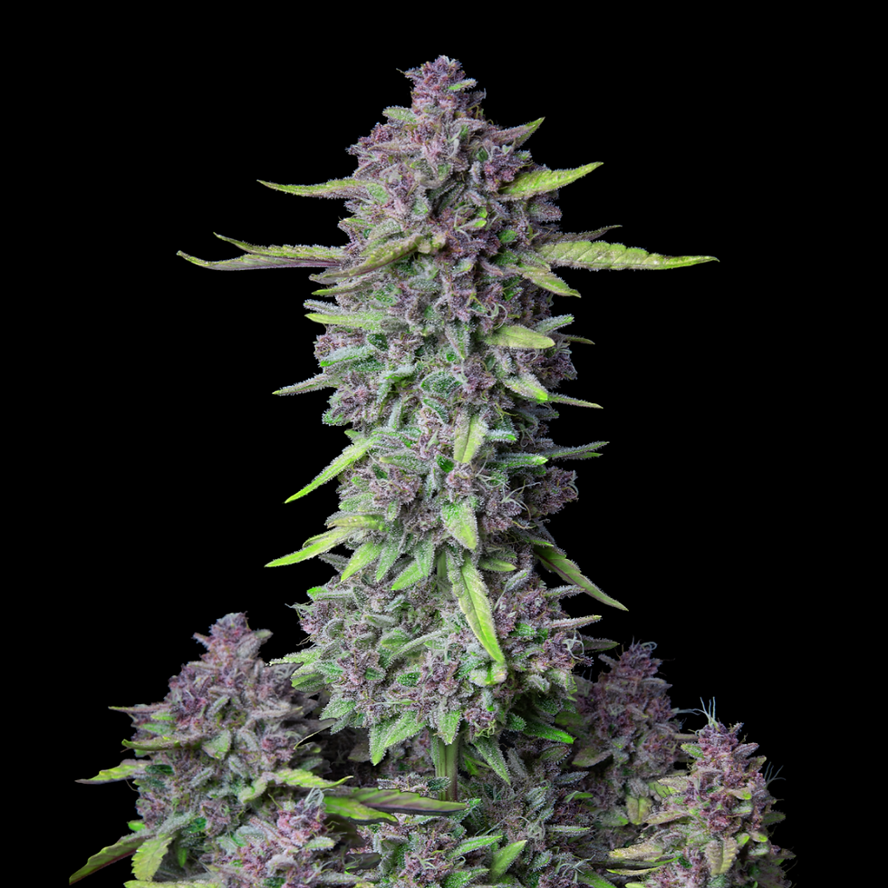 auto flower cannabis