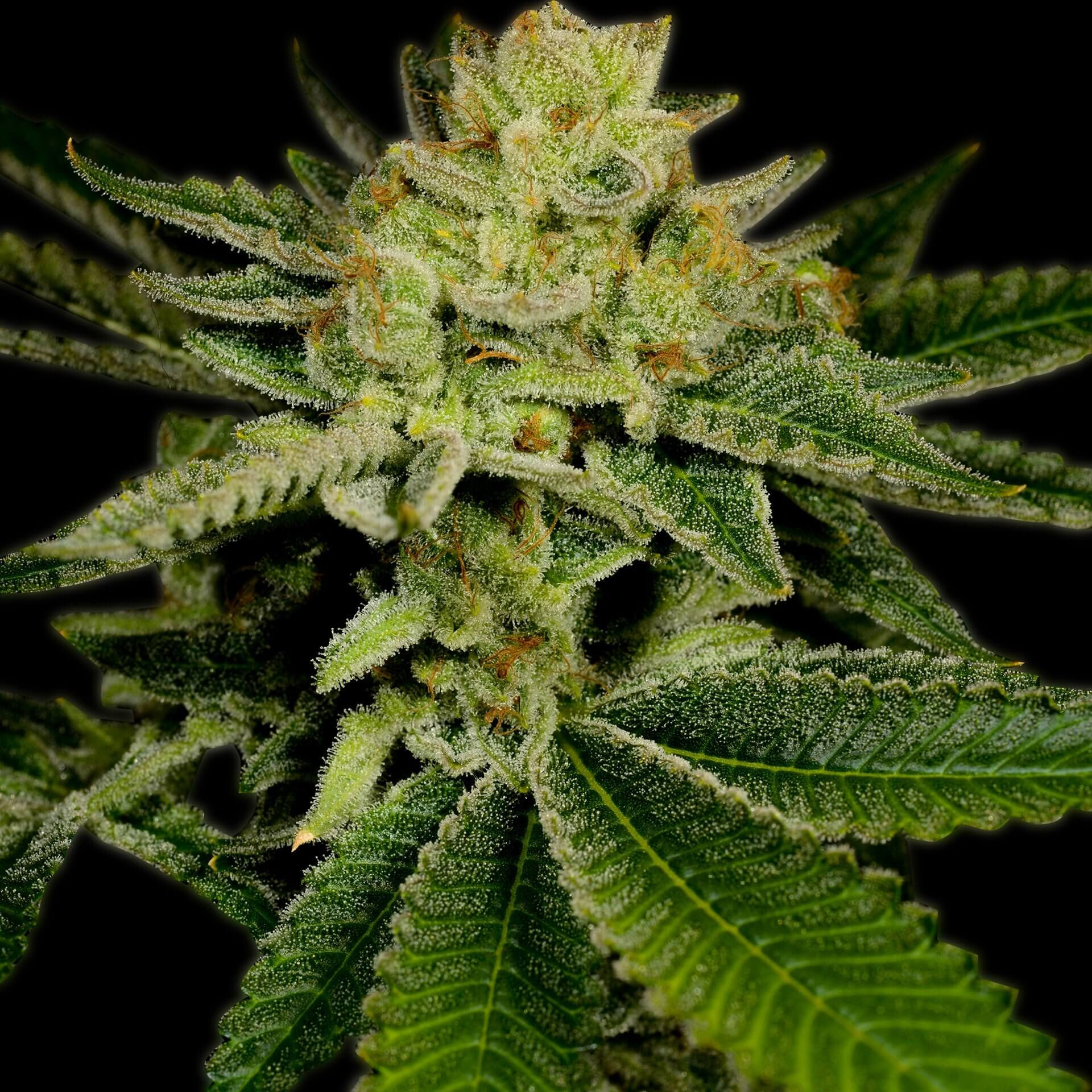 AK-47 Autoflower Feminized Cannabis Seeds